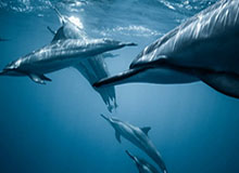 欧冠决赛-AG网址：开启线上娱乐的新纪元